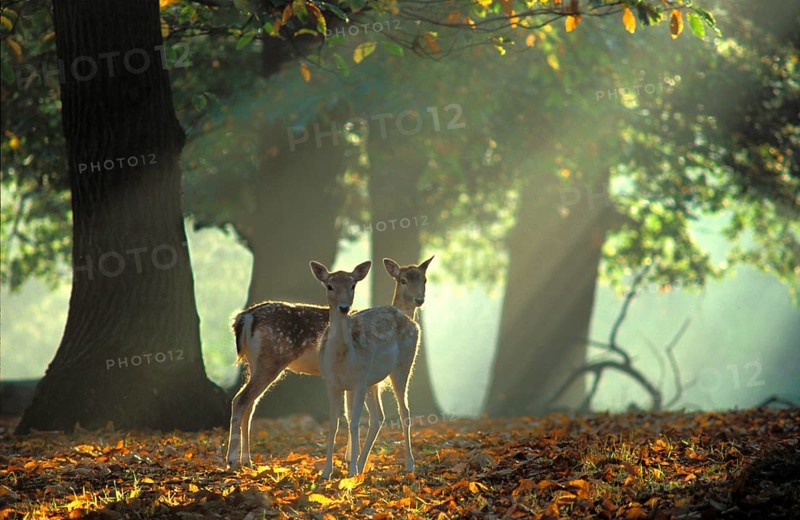 Fallow Deer