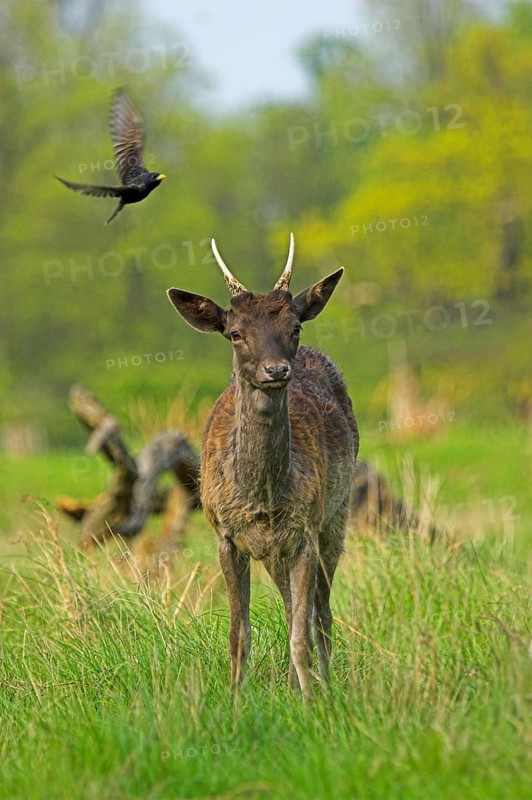 Fallow Deer