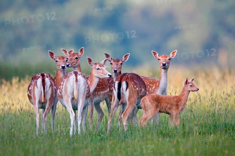 Fallow Deer