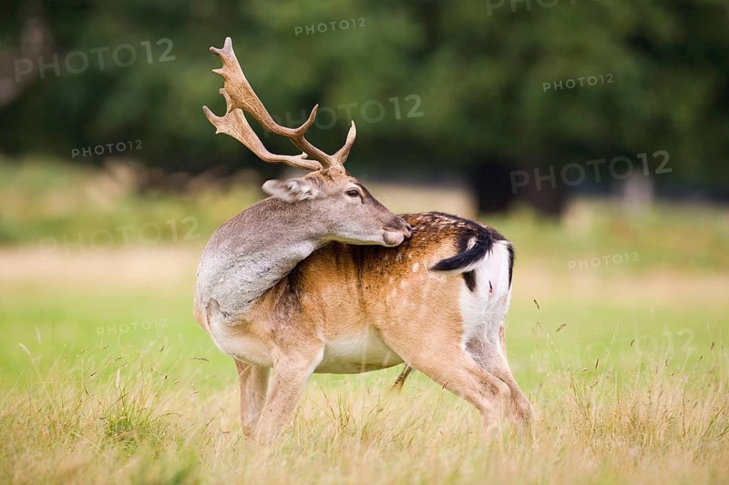 Fallow Deer