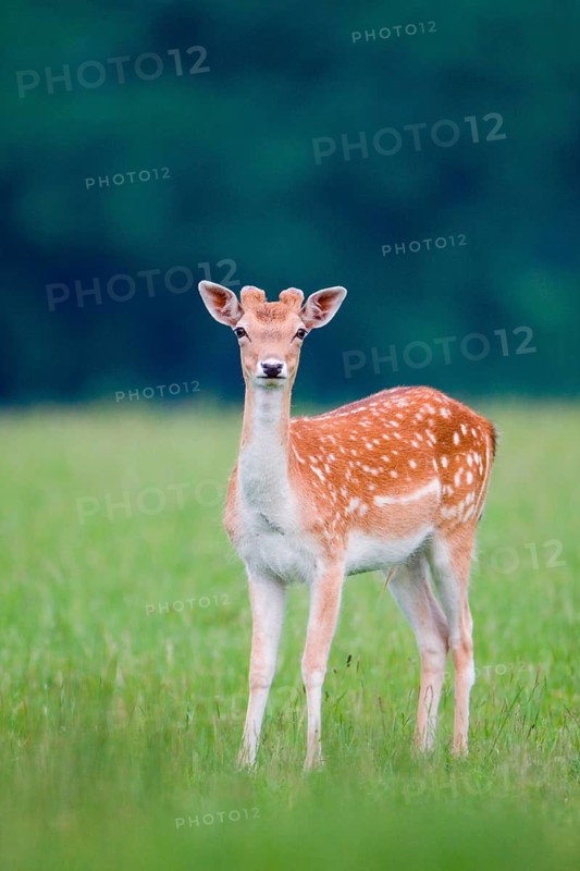 Fallow Deer