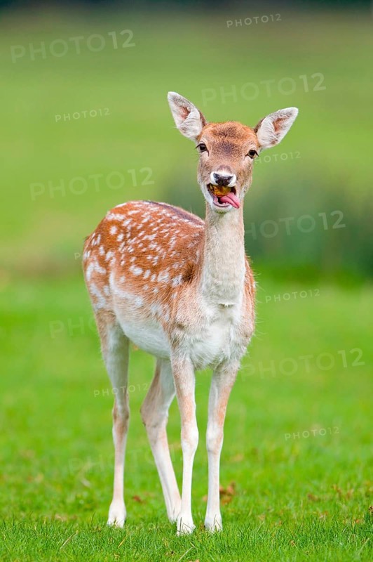 Fallow Deer