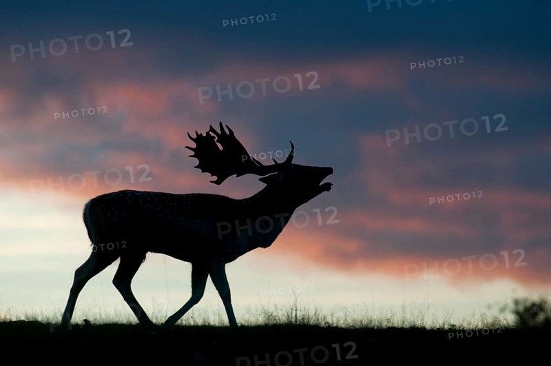 Fallow deer