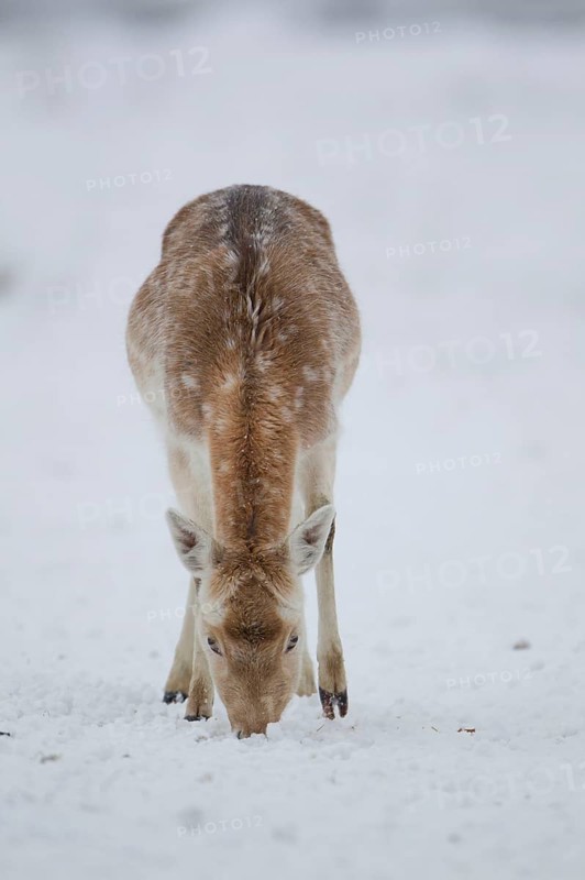 Fallow Deer