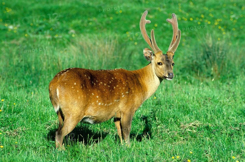 Hog deer