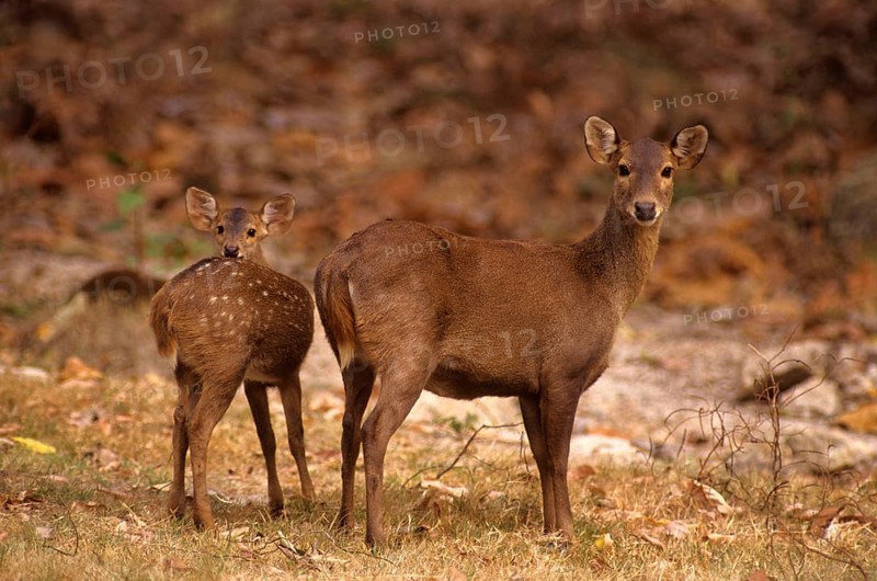 Hog deer