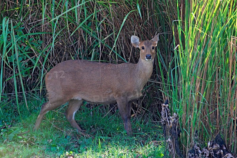 Hog Deer