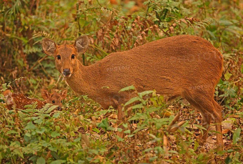 Hyelaphus porcinus porcinus