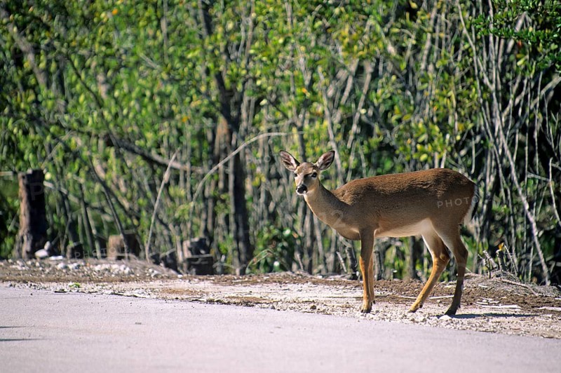 Key deer