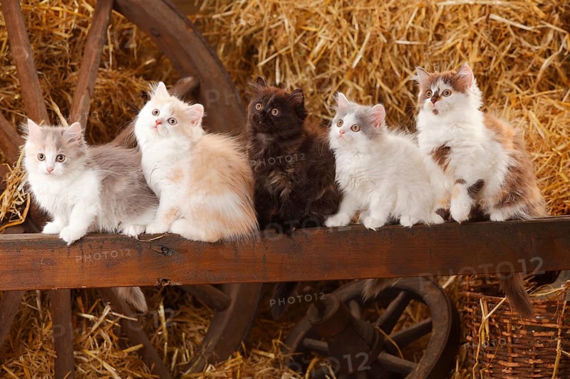 British Longhair