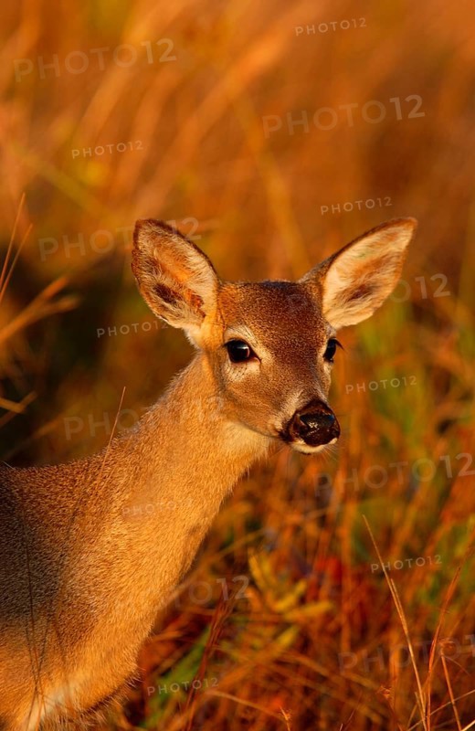 Key Deer