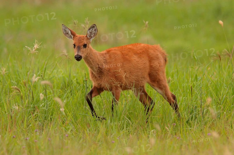 Marsh Deer