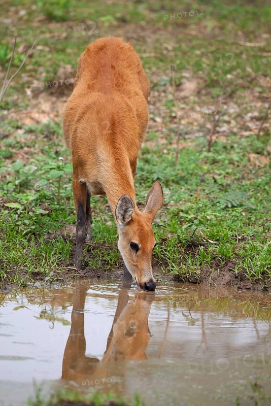 Marsh deer