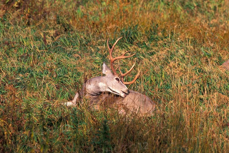 Mule Deer