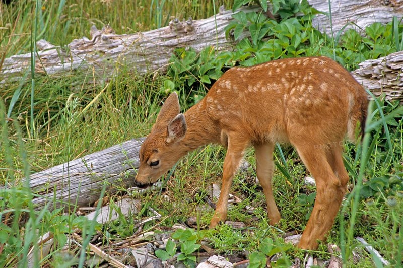 Mule Deer