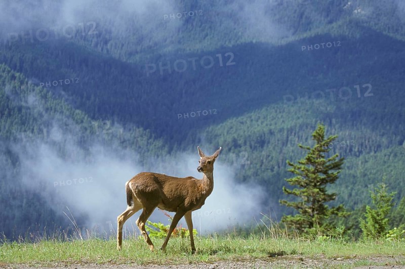 Mule Deer