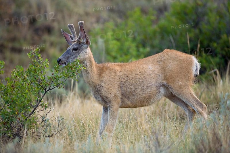 Mule Deer