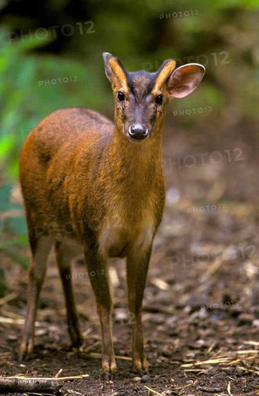 Chinese chinese muntjac