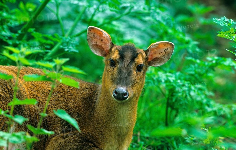 Chinese chinese muntjac