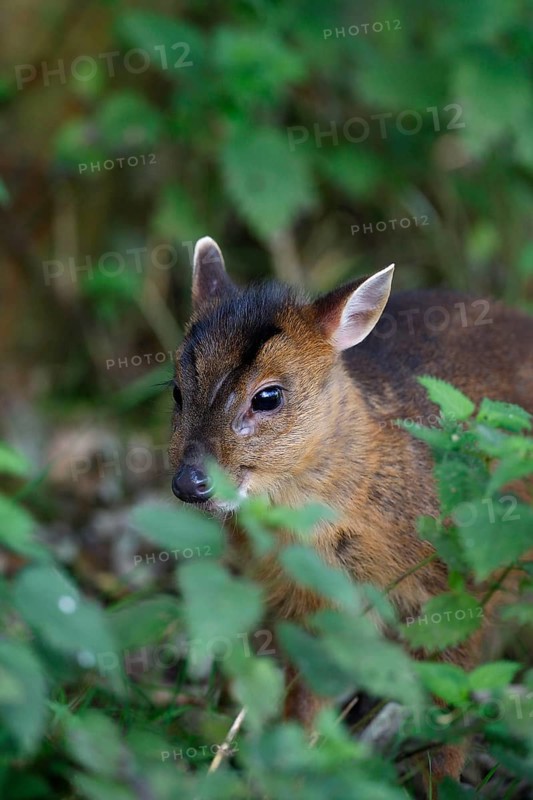 Chinese Muntjac