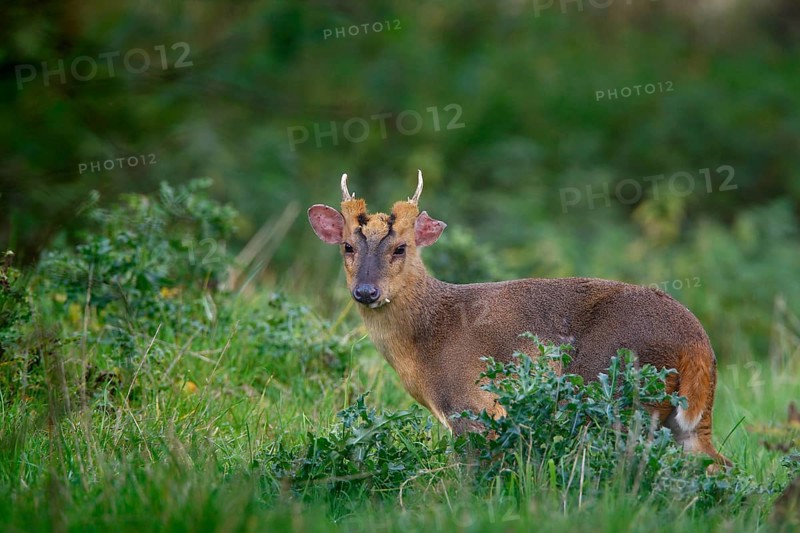 Chinese Muntjac