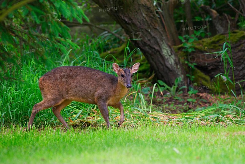 Chinese chinese muntjac