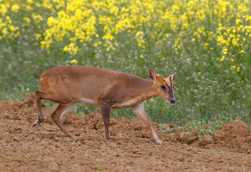 Chinese Muntjac
