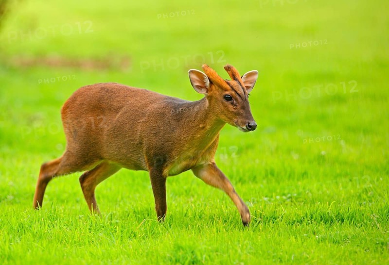 Chinese chinese muntjac