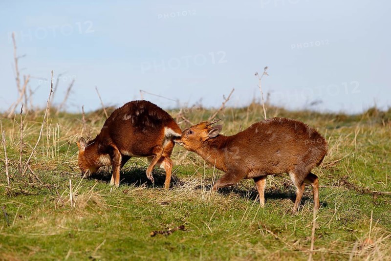 Chinese Muntjac
