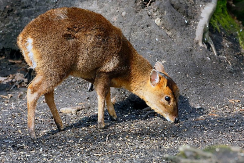 Chinese chinese muntjac
