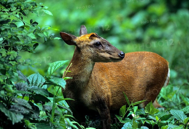 Indian muntjac