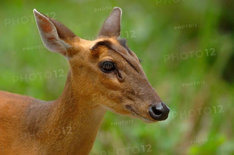 Indian Muntjac
