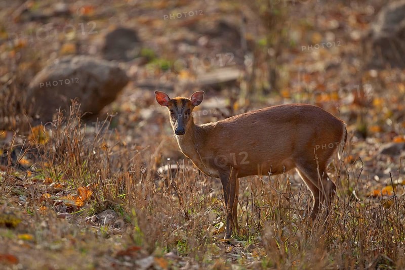 Indian muntjac