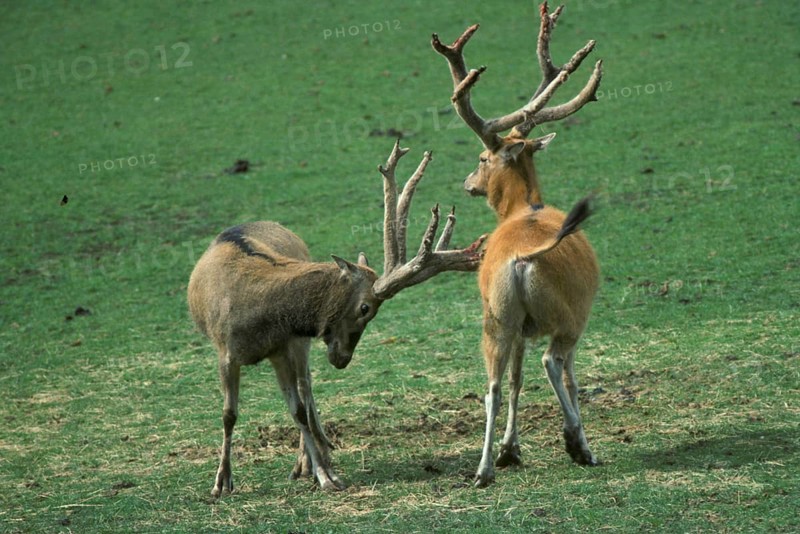 David's deer