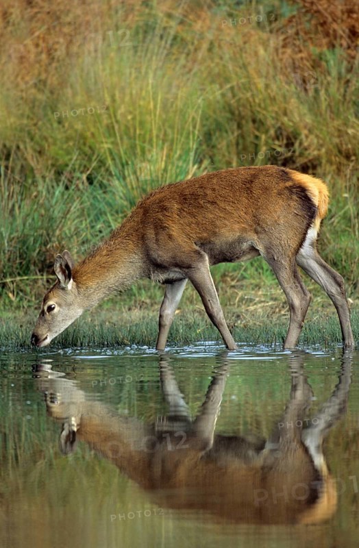 Red Deer