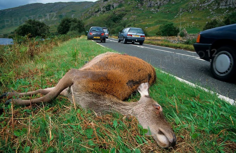 Red Deer