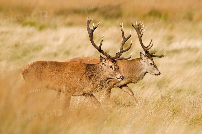Red deer