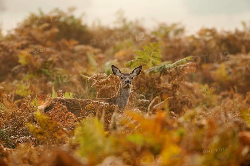 Red deer