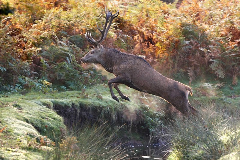 Red deer