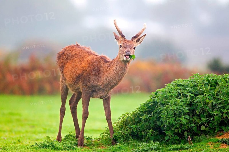 Red Deer