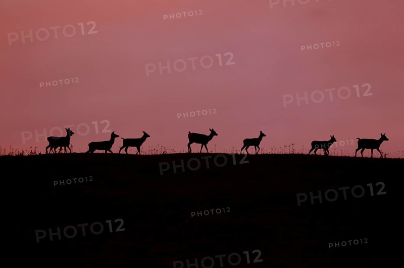 Red deer