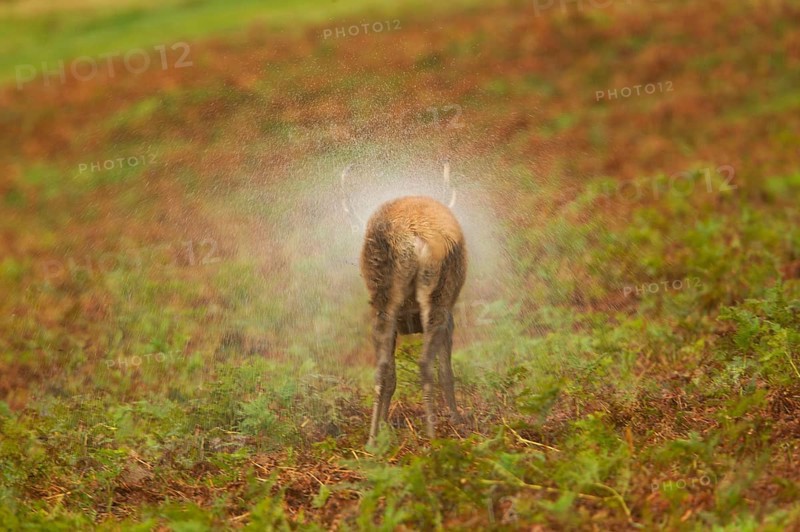 Red Deer