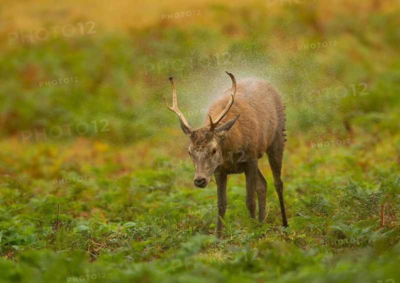 Red Deer