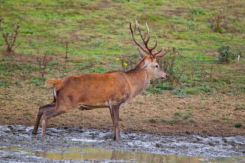 Red deer