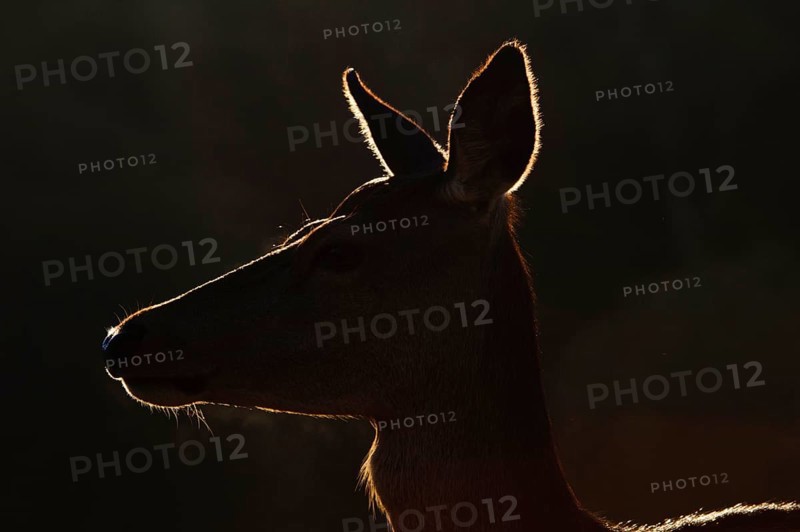 Red deer