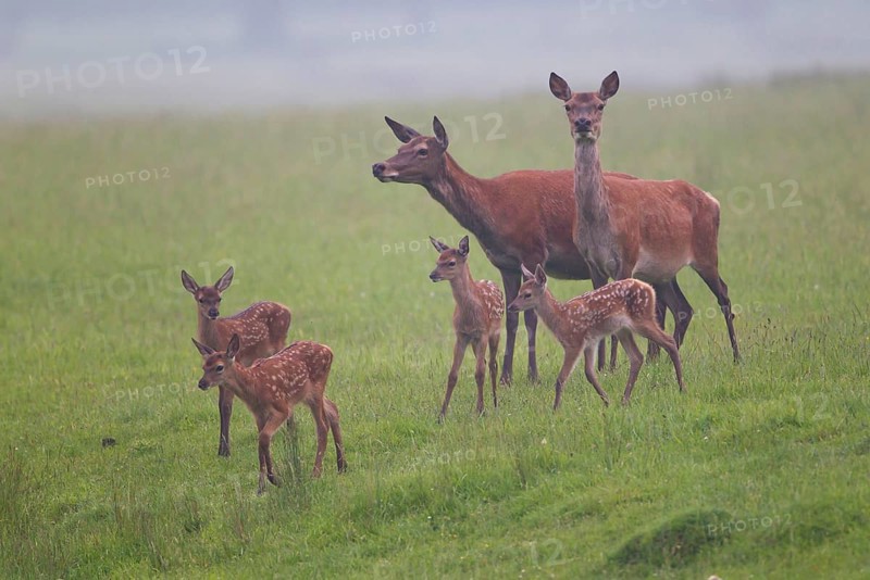 Red deer