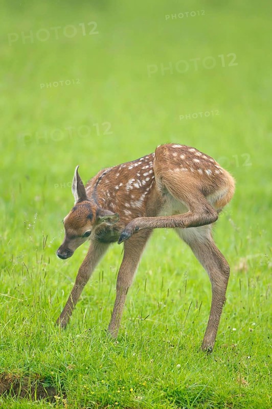 Red deer