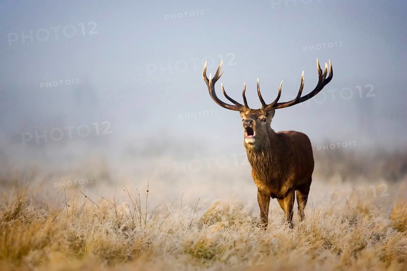 Red deer