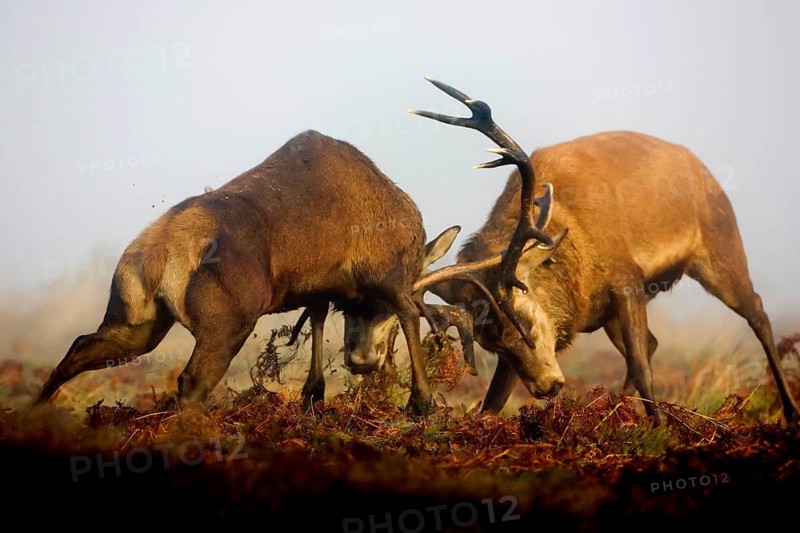 Red deer