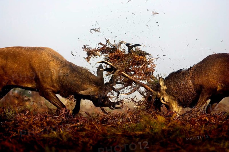 Red deer